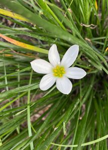 White rain lily bulbs