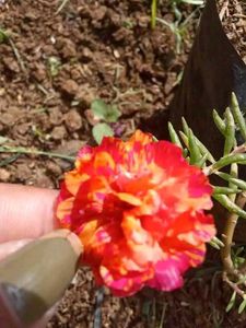 Portulaca Mixed Plant