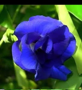 Aprajita Plant Seeds