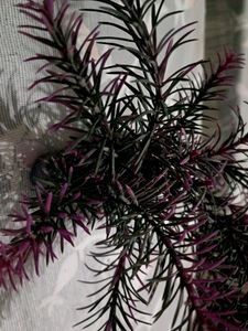 TABLE DECORATOR
