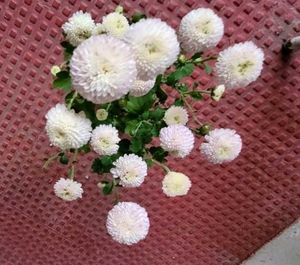 Set 2 Beautiful Gulab &amp; से Sewanti Plants