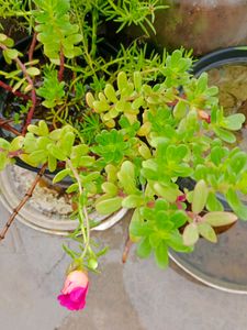 Combo Of 20 Stems OfWhite Portulaca Nd Red Purlane