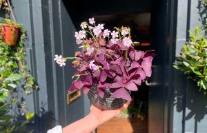5 Rare Variety Of Plants