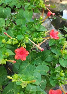 4&#39;o Clock Flower Seeds