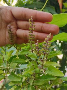 Tulsi Plant K Beej
