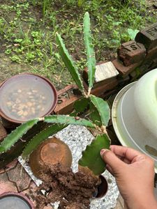 Dragon Fruit 🐡 Plant Healthy Roots