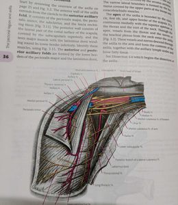 Cunningham&#39;s Anatomy Manual(1