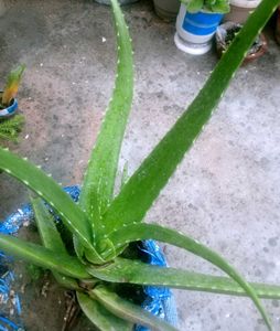 Aloe Vera Plant