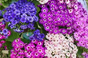 Vibrant FLOWER Seeds