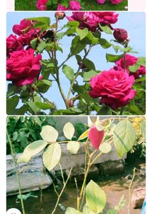 Pink Roses Plant With A Small Pot