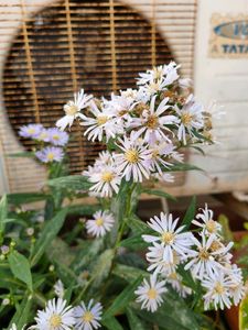 Daisy. Real Plants. 2 Small Saplings