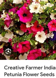 Petunia And Pansy Mixed Flowers Seeds