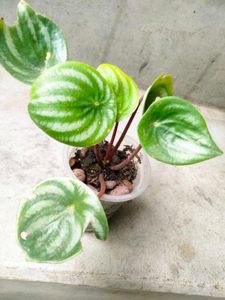 Assorted Plants Combo