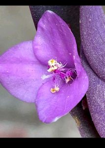 Raheo And Purple Live Plant Combo