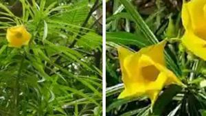 Plant And Seed