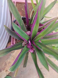 Tradescantia Spathacea - Oyster Plant