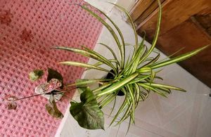 Set Arrowhead Vine &amp; Pandanus Veitchii Plants