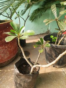 Adenium Plant
