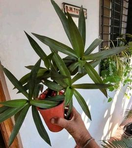 3 Set Mexican petunia/Arrohead/Moses In cardle