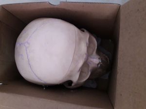 Human POP Skull (For Medical 1st Years)!!👍