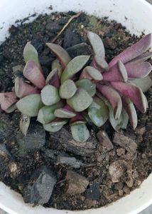 Succulent