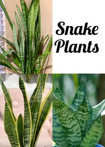 Plants And Seeds