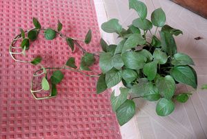 Evergreen Money Plant 🪴 &amp; pot