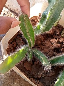 Dragon Plants 4 Plants