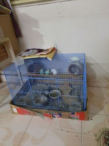 birds cage