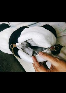 Panda Plush Bag with Chain