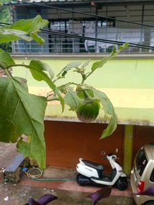 Brinjal Plant Desi