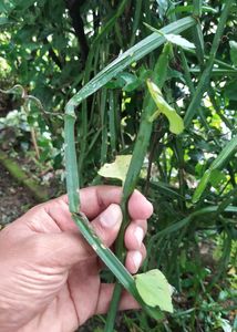 Hadjod Plant Cutting-2