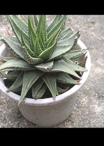 Variegated Haworthia ( Fairies Washboard)
