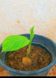 Bonsai Of Adenium plant With Combo