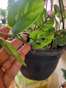 Monstera adansonii, the Adanson's monster