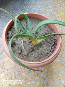 Potted Aloe Plant