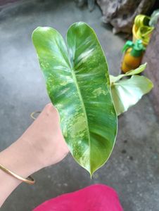 Philodendron Varigated Burl Marx
