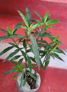 Justicia pectoralis plant 🌵