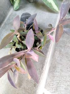 Indoor Plants Collection