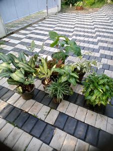 10 Live Root Plants