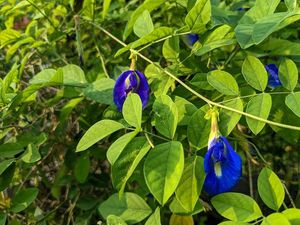 Butterfly pea flower tree seeds