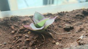 Baby Basket plant and Aloe vera pup