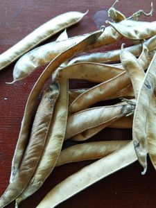 10 Seeds Blue Aparajita