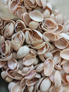 Pista shells for creative craft works