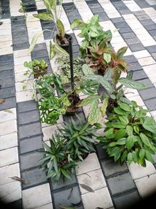 10 Live Root Plants