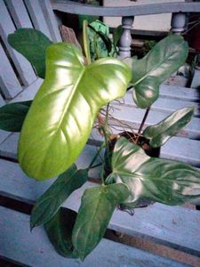 Philo Bipennifolium Glossy Leaf.