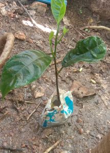 Jackfruit Plant Sapling