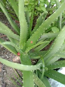 Aloe Vera Plant