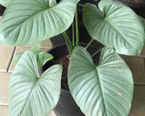 Homalomena Silver Healthy  Plant