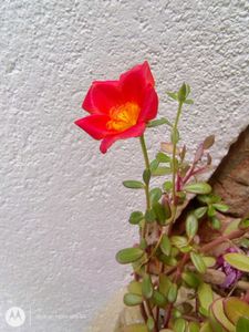 Red Flower